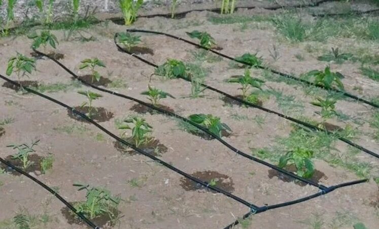 Система капельного полива из ПНД труб: как сделать автоматический полив грядок и газона от емкости или скважины Система капельного полива из ПНД труб: как сделать автоматический полив грядок и газона от емкости или скважины